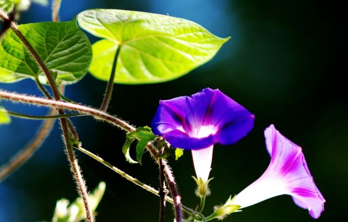 牽牛花圖片