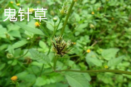 鬼針草葉片