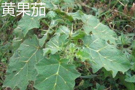 黃果茄