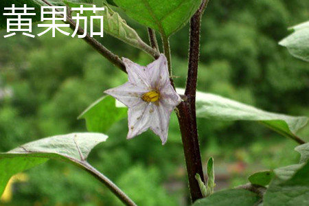 黃果茄