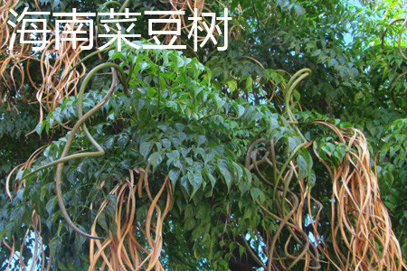 海南菜豆樹(shù)樹(shù)干