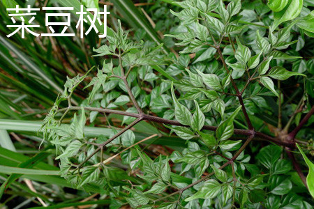 菜豆樹(shù)樹(shù)干