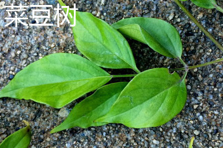 菜豆樹(shù)葉片