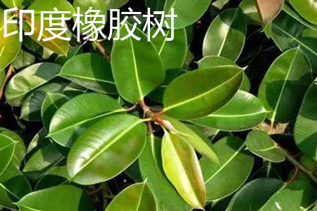 橡膠樹(shù)葉片