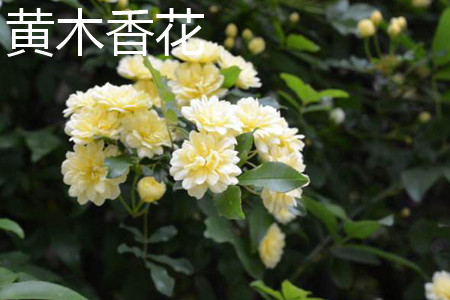 黃木香花