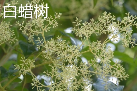 白蠟樹，花.jpg