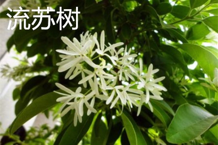 流蘇樹，花.jpg