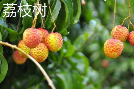 荔枝樹(shù)