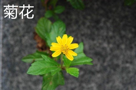 菊花，葉.jpg