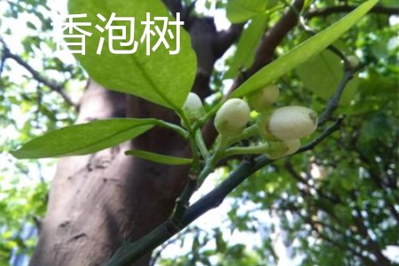 香泡樹